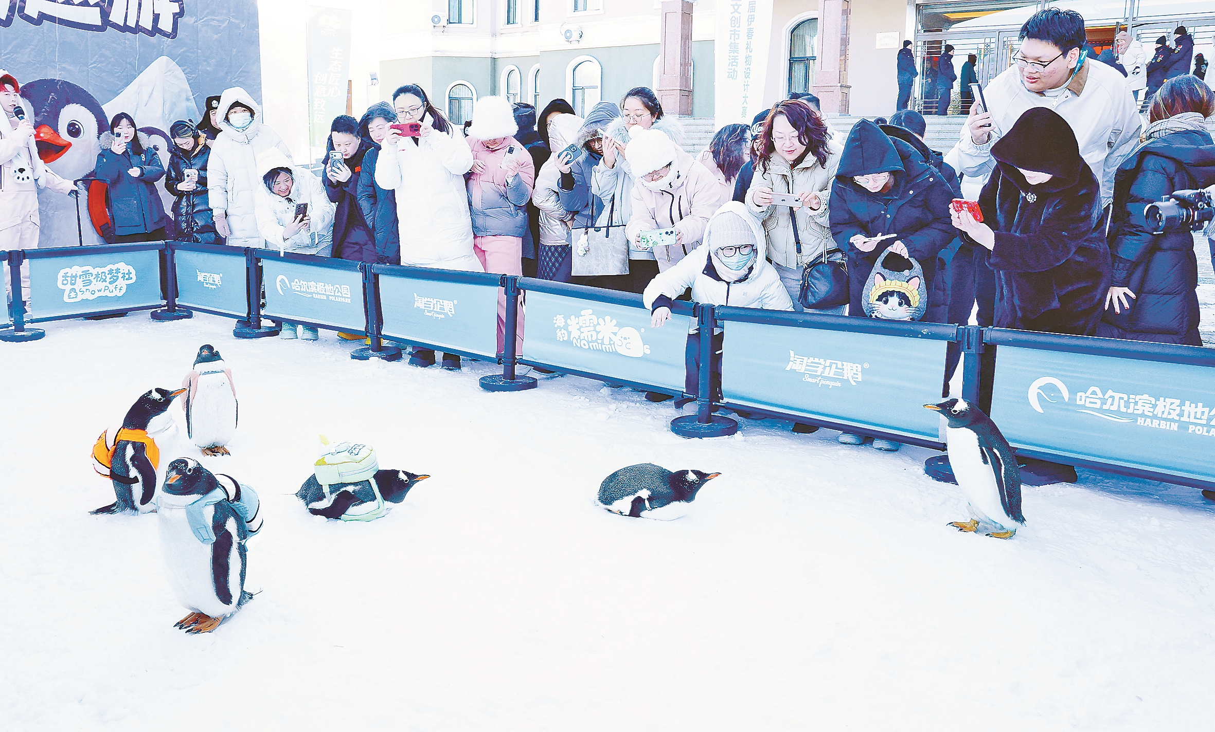 “企鹅”到伊 萌翻全场