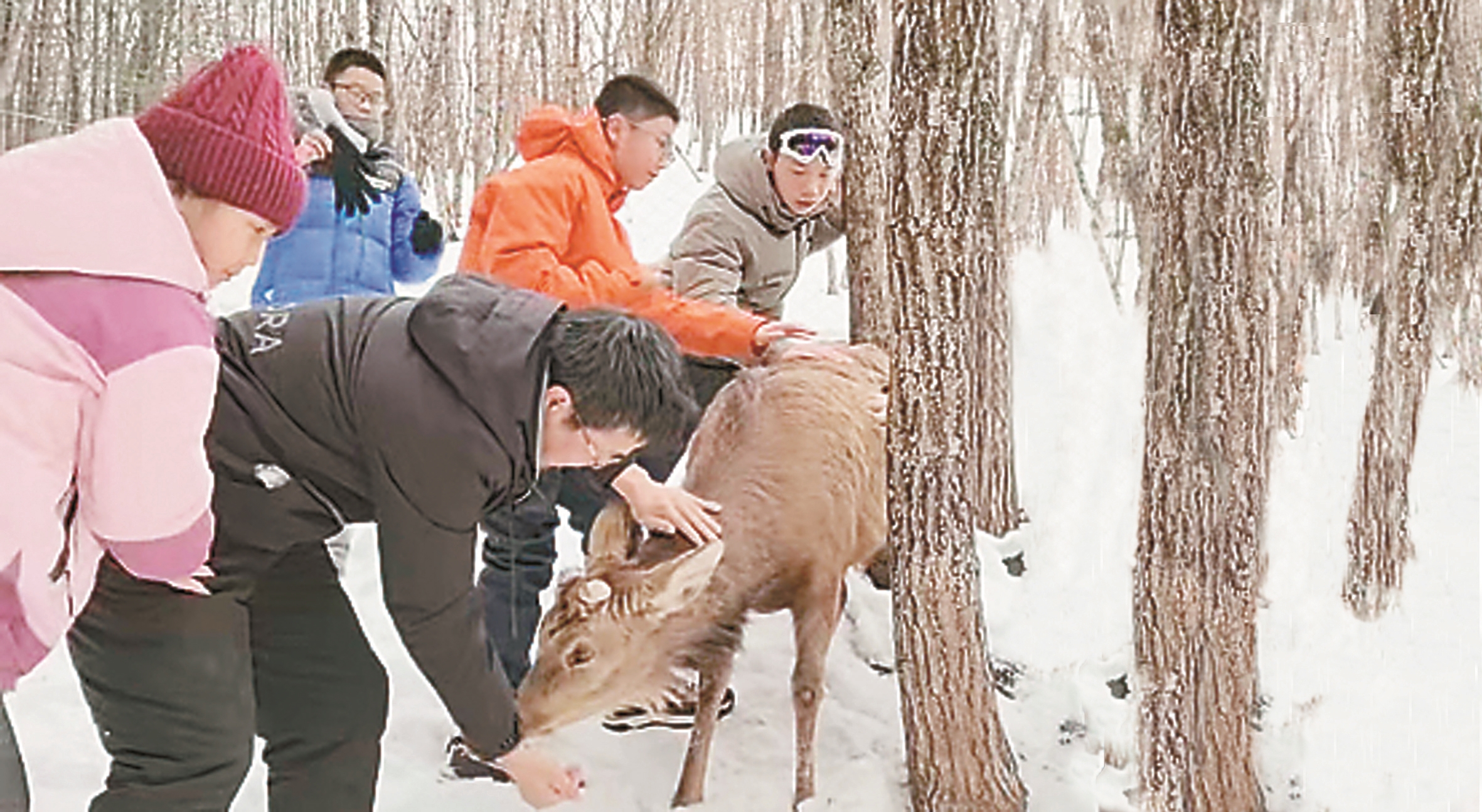 广东游客来伊春过大年