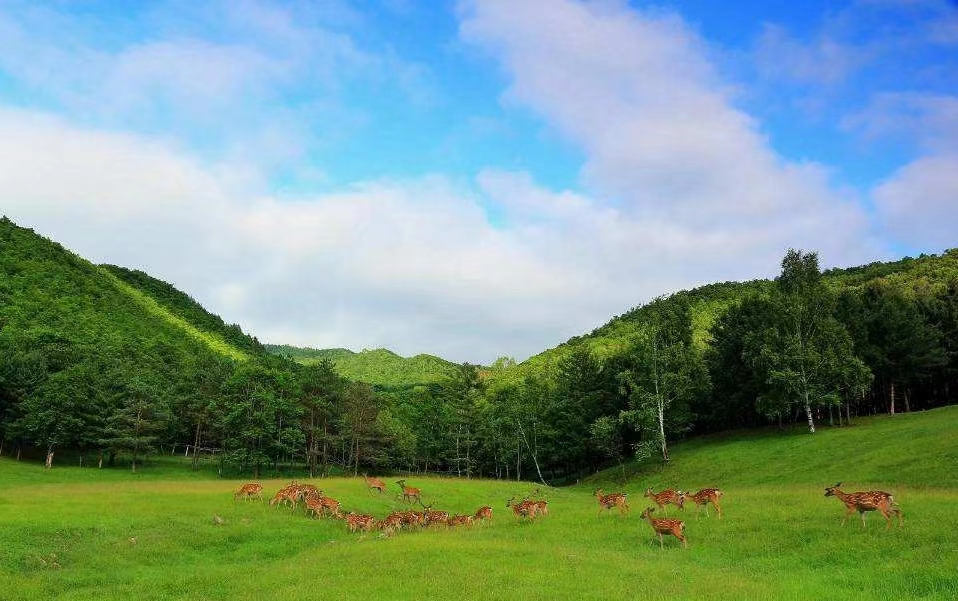 金山鹿苑风光